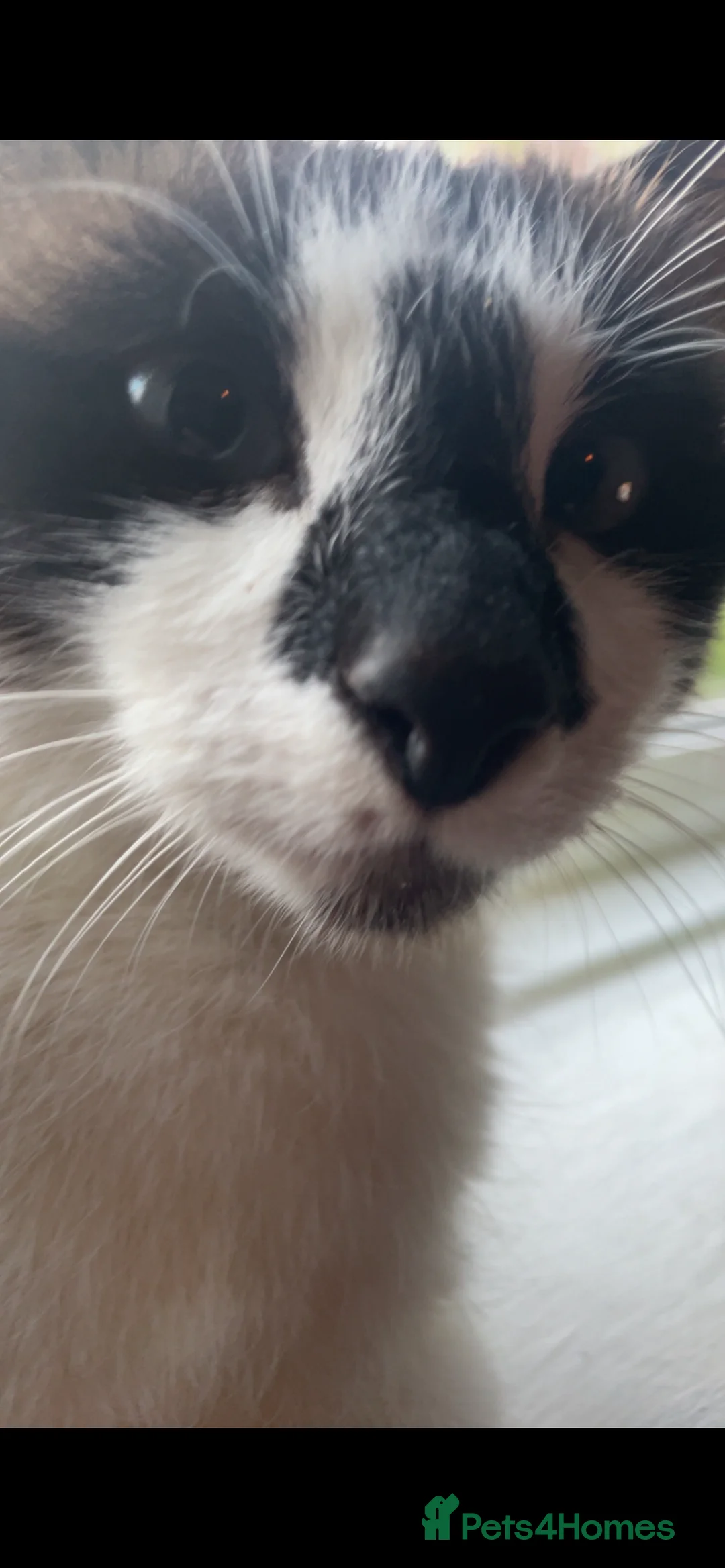 Mixed Breed cats for sale: sealpoint crossed fluffy persian. - Advert 2