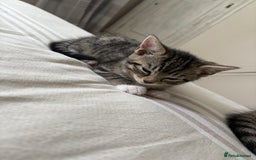 Mixed Breed cats for sale: 2 beautiful babies looking for new homes 💜💙 - Image 4