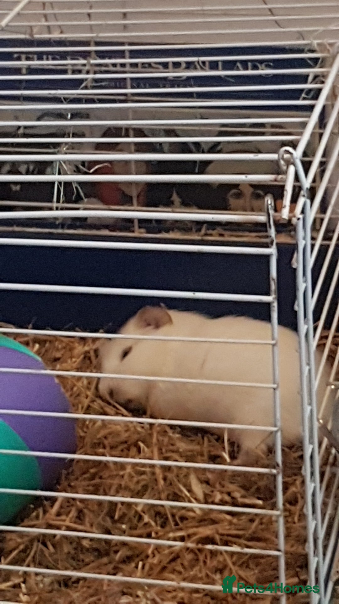 Guinea Pig rodents for sale: Two Male guinnea pig brothers for sale - Advert 2