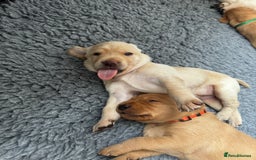Labrador Retriever dogs for sale: Champion Bloodlines KC Labrador Retriever Puppies - Image 7