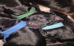 Sprocker dogs for sale: Sprocker Spaniel Puppies  - Image 13