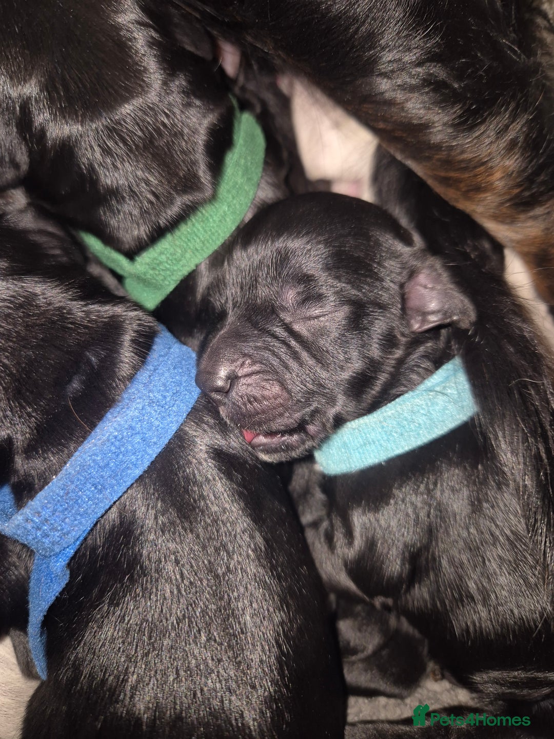 Sprocker dogs for sale: Sprocker Spaniel Puppies  - Image 13