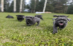 Cane Corso dogs for sale:  Stunning Cane Corso Puppies Ready - Image 8