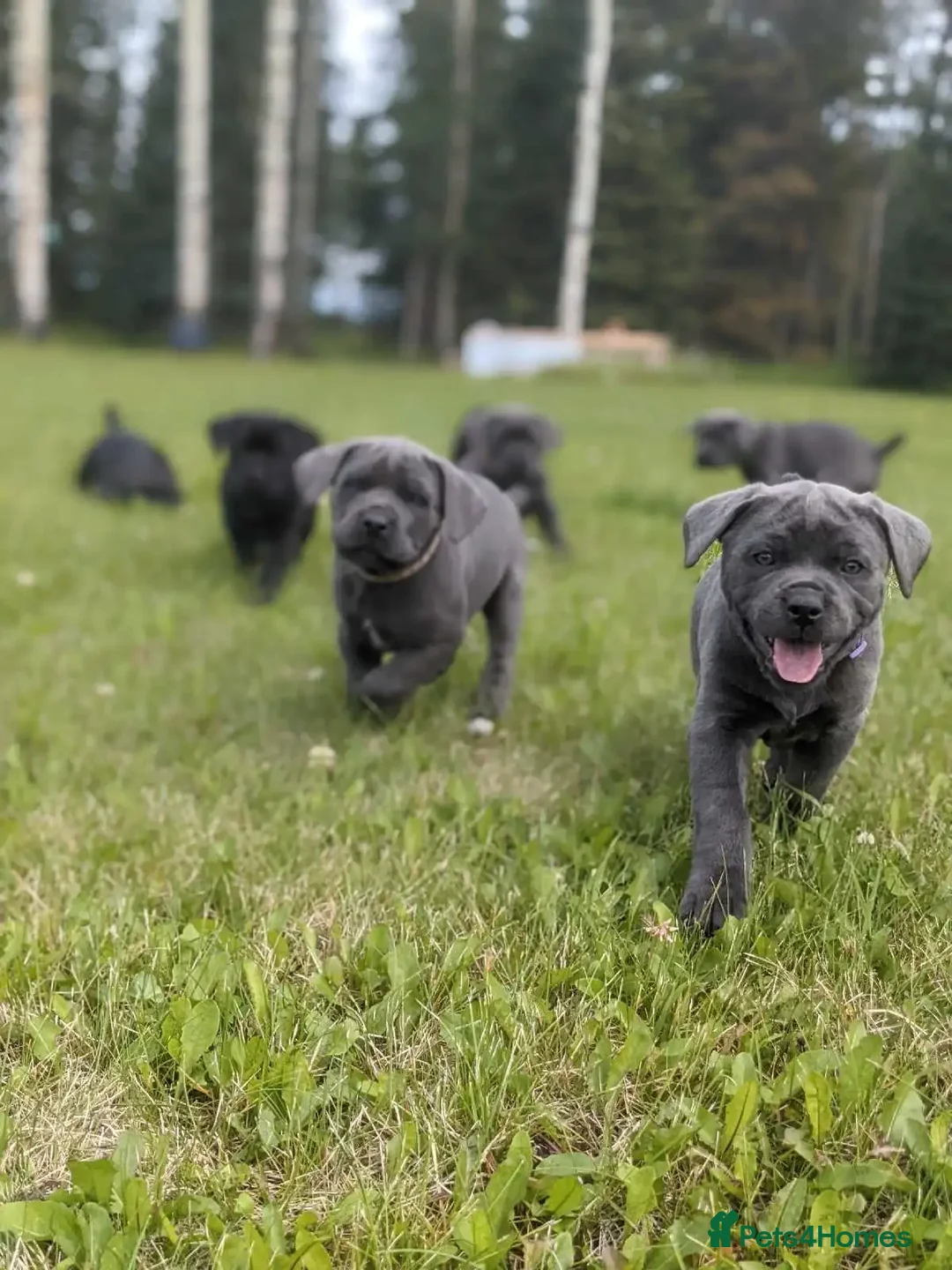 Cane Corso dogs for sale:  Stunning Cane Corso Puppies Ready - Image 8
