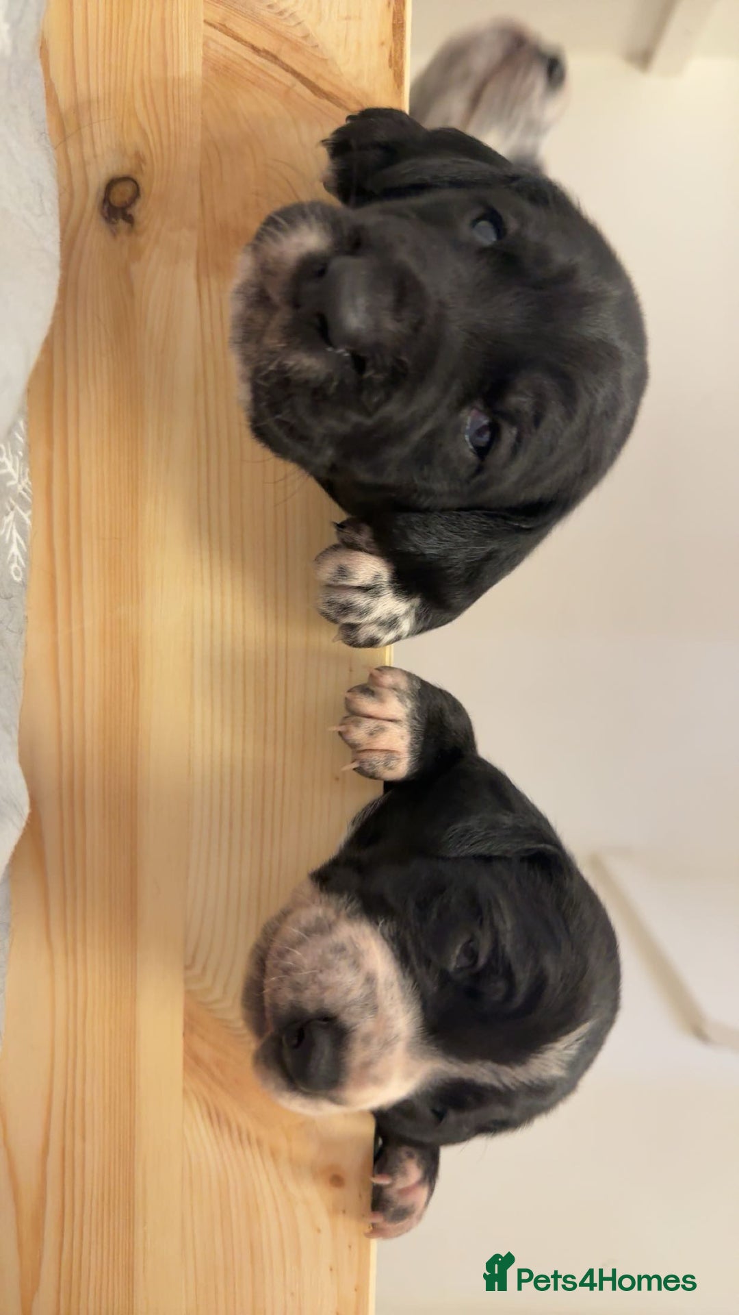 Mixed Breed dogs for sale: Dalmatian X Cocker spaniel - Advert 8