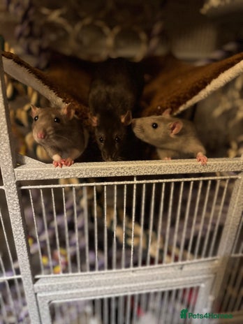 Rat rodents - Advert 1