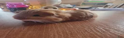 Guinea Pig rodents for sale: Pair of boar guinea pigs - Advert 6