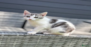 Mixed Breed cats - Advert 6