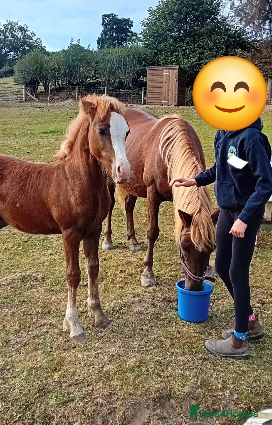 Welsh Section A horses for sale: Welsh X Chestnut Gelded Foal - Advert 2