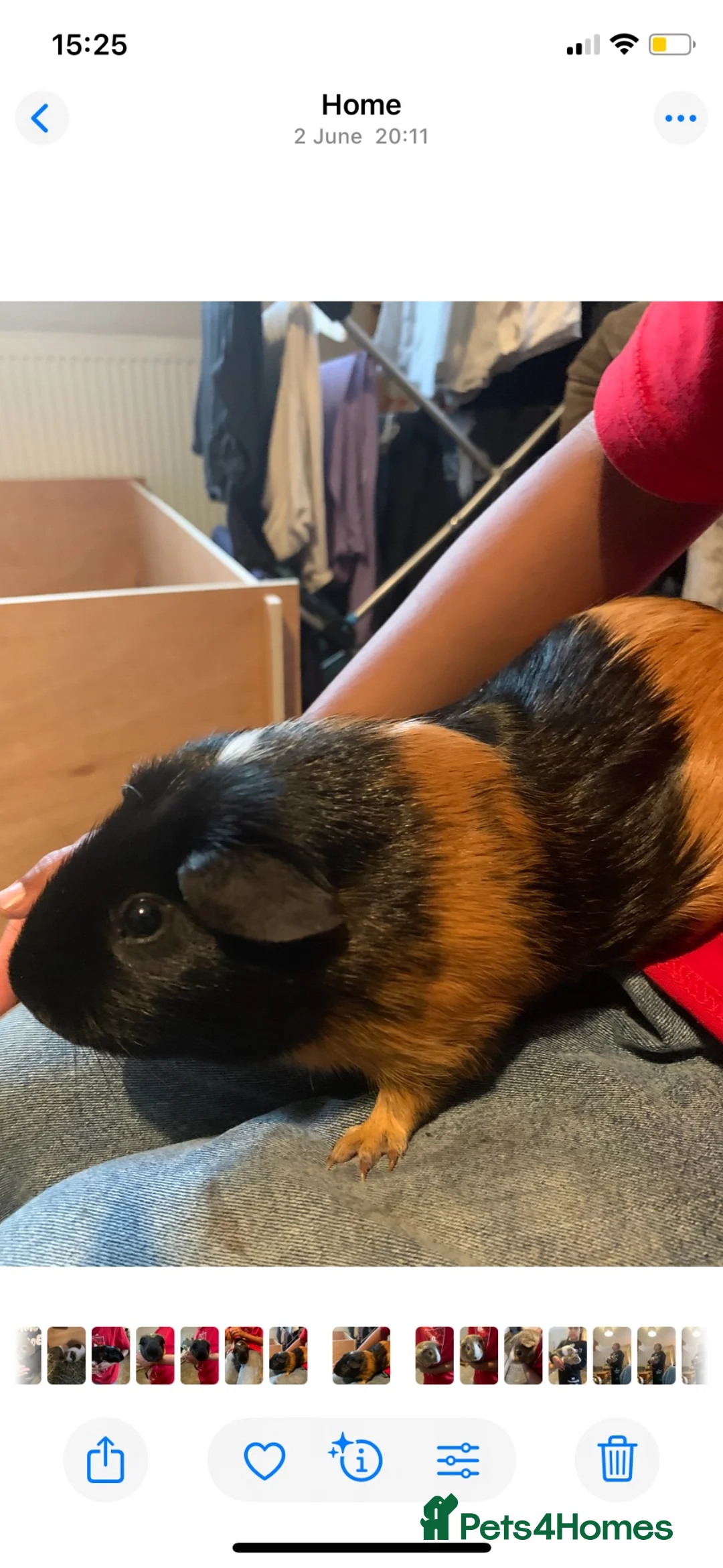 Guinea Pig rodents for sale: 2 Bonded Pairs of Male Guinea Pigs - Advert 2