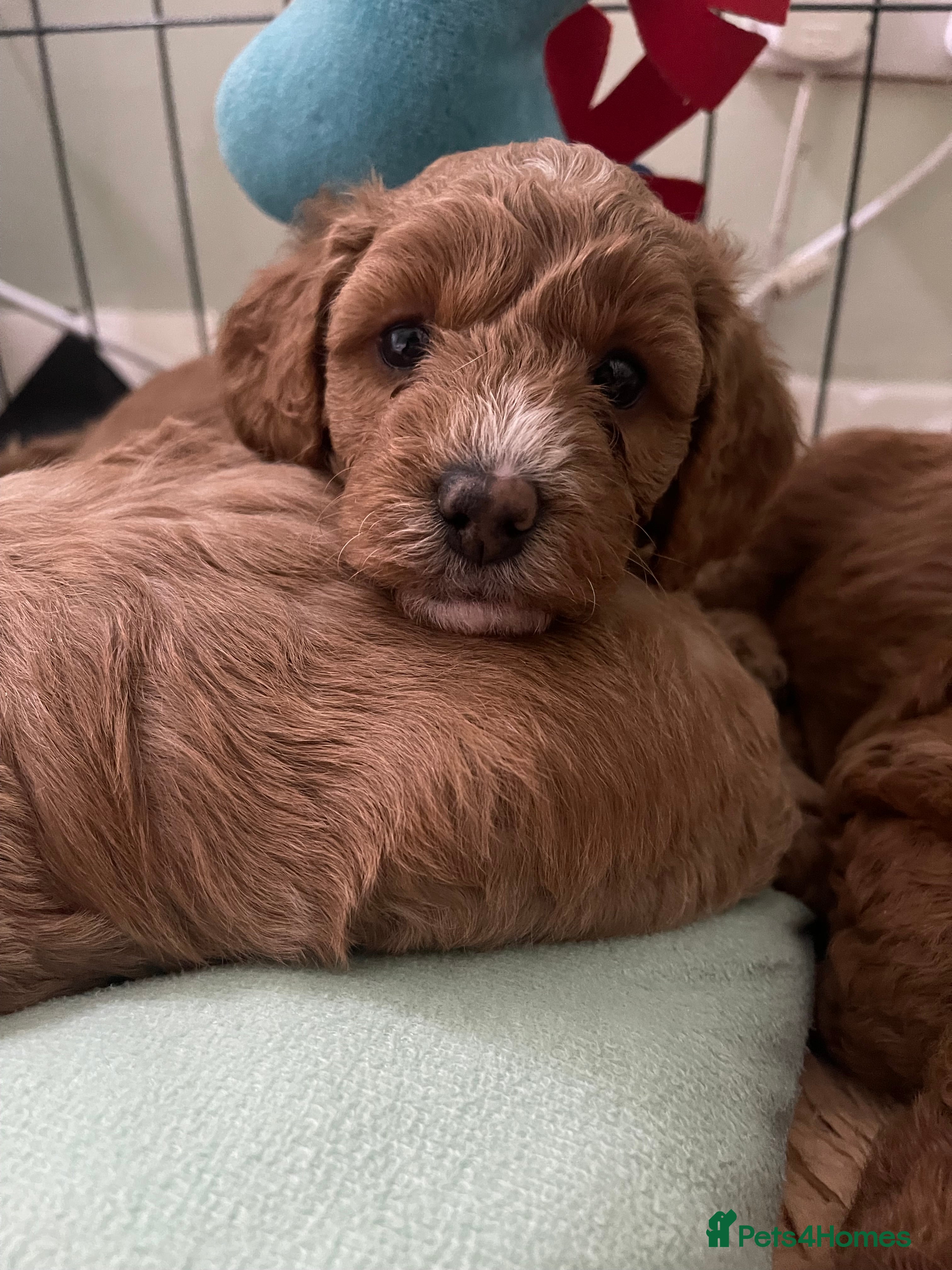 Cockapoo dogs Adorable cockapoo puppies for sale - Advert 14