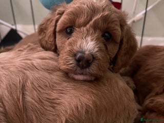 Cockapoo dogs Adorable cockapoo puppies for sale - Advert 15