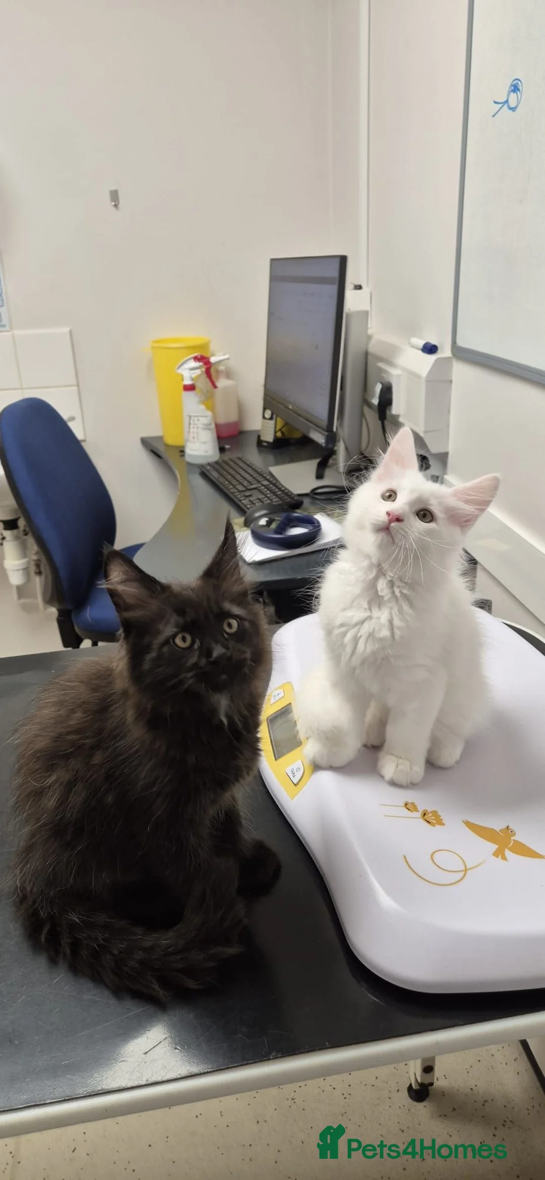 Maine Coon cats for sale: Maine coon kittens  - Advert 2