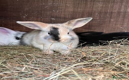 Mixed Breed rabbits for sale: Baby bunnies - Image 9