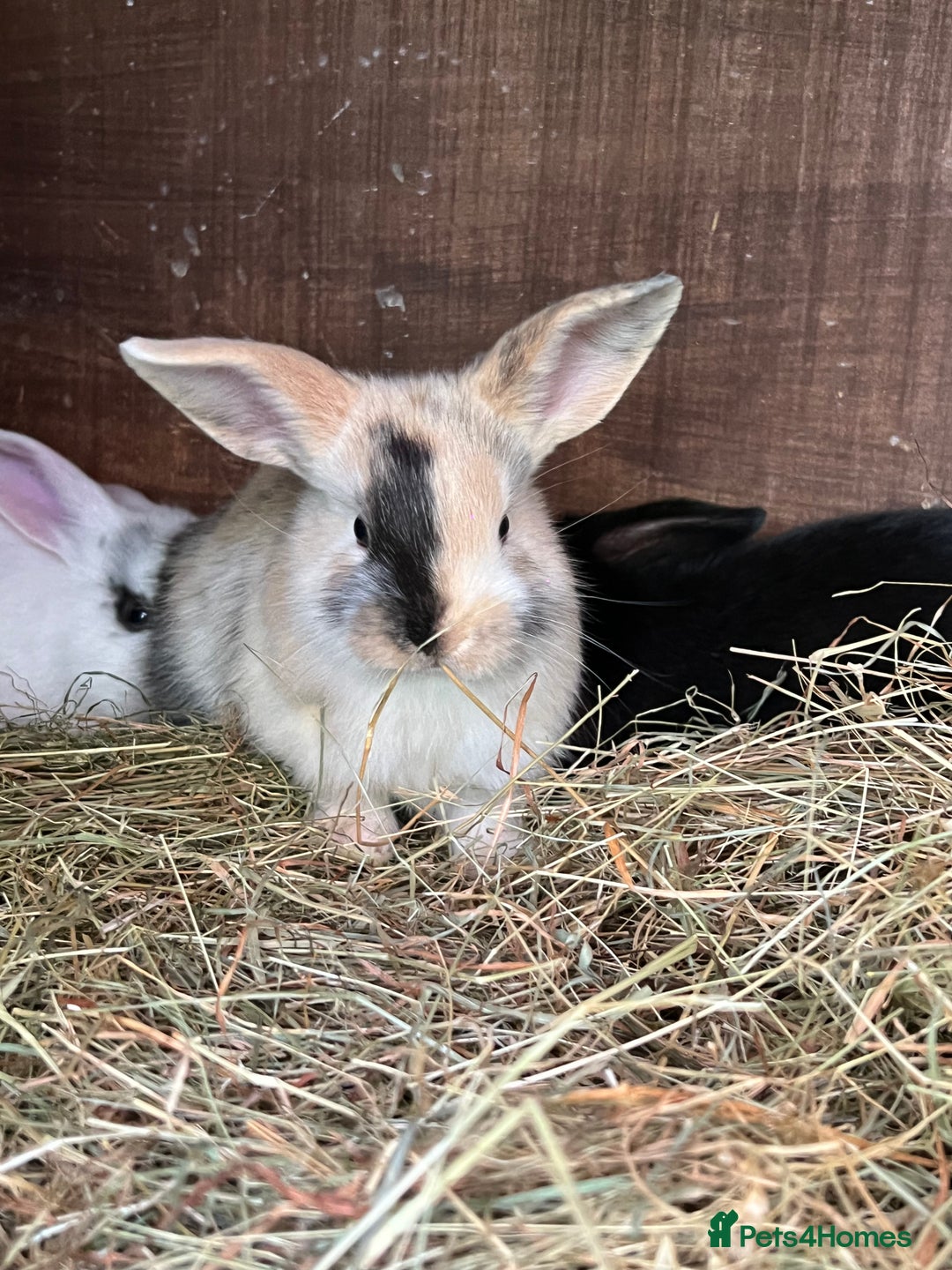 Mixed Breed rabbits for sale: Baby bunnies - Image 9
