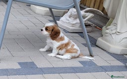 Cavalier King Charles Spaniel dogs for sale: Male Cavalier King Charles spaniel  - Image 4