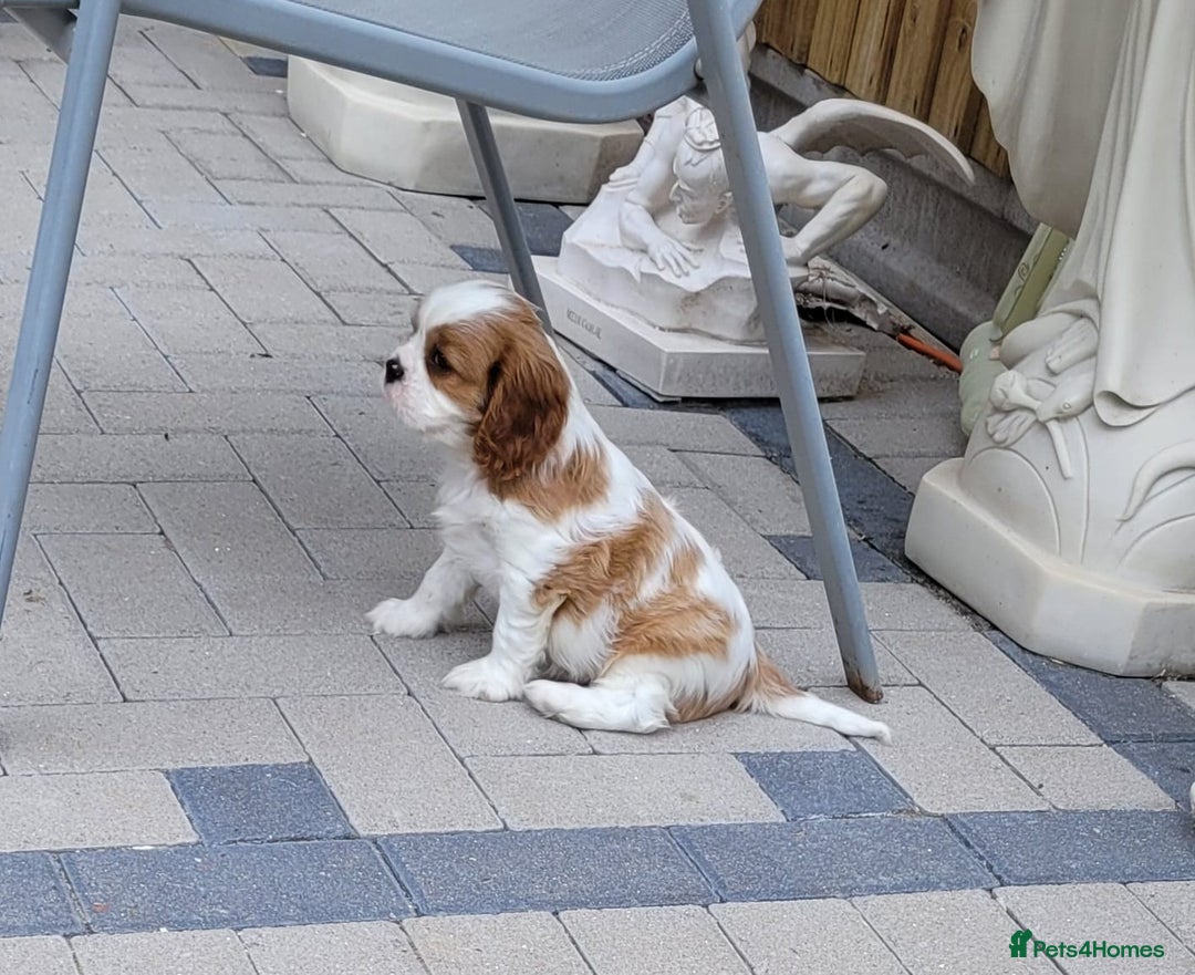 Cavalier King Charles Spaniel dogs for sale: Male Cavalier King Charles spaniel  - Image 4