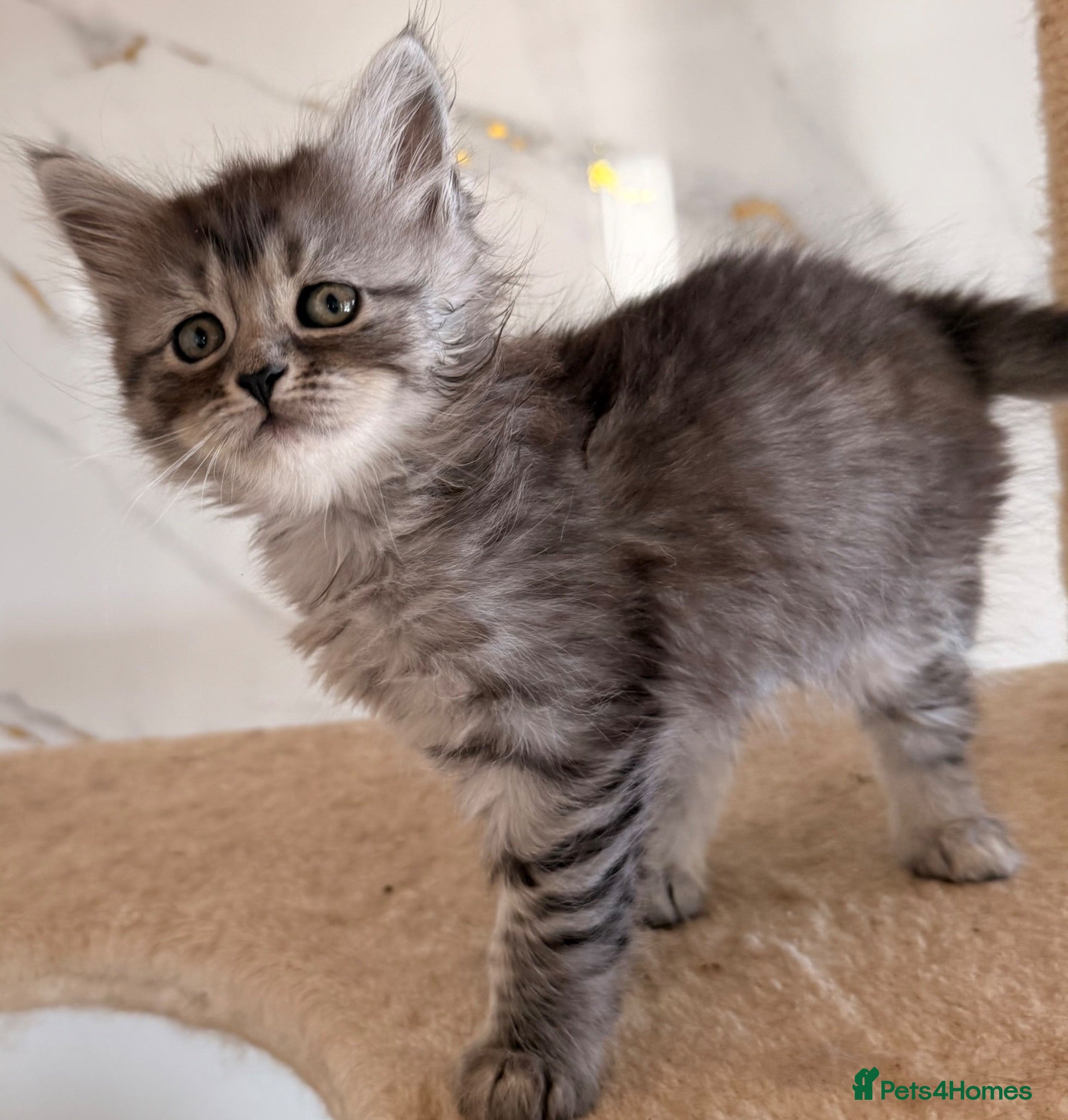Siberian cats New imported lines Siberian kittens - Advert 2