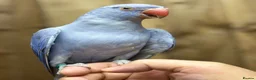 Ringnecks birds for sale: Baby Ringneck - Advert 5