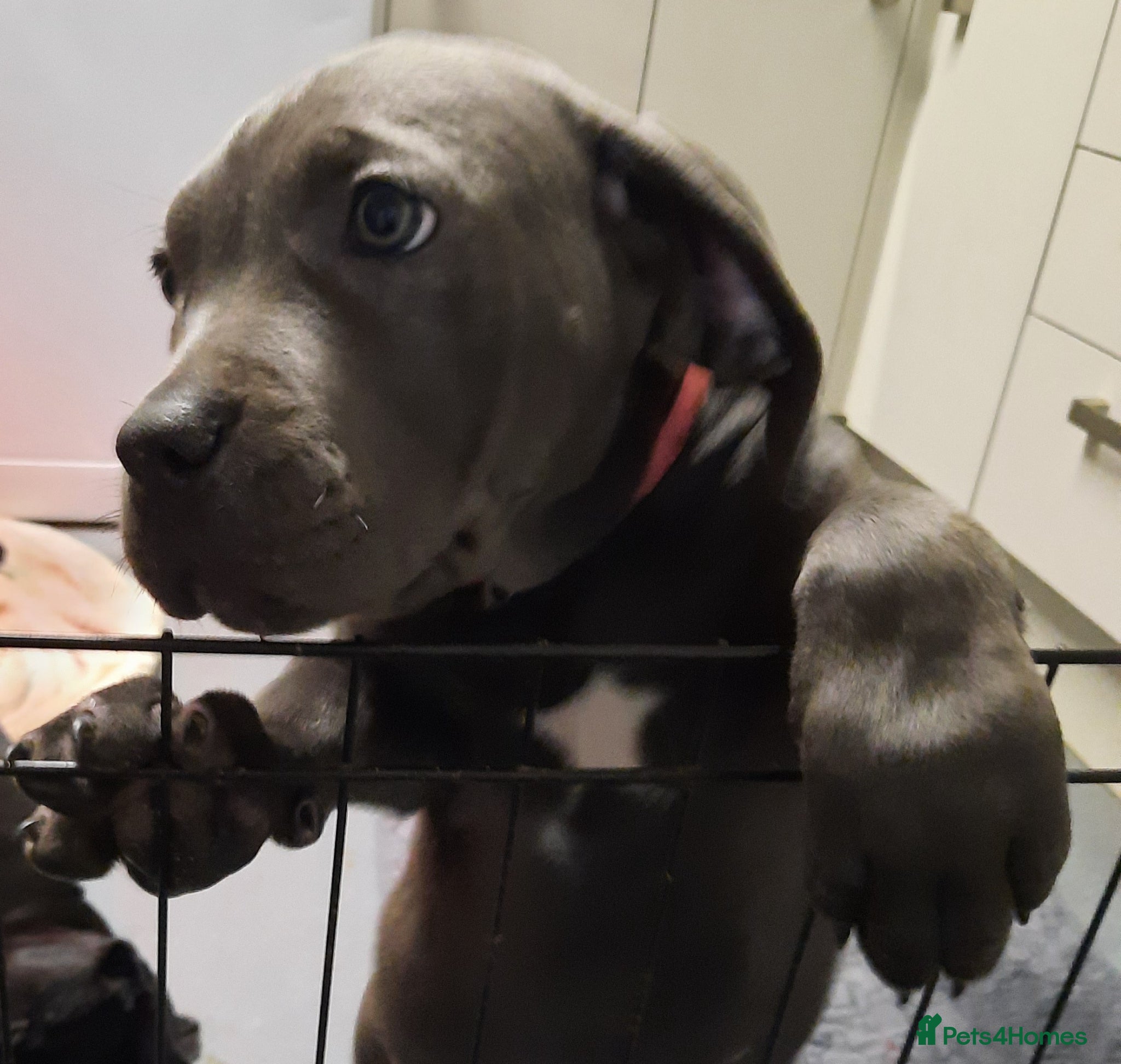 Cane Corso dogs CANE CORSO PUPPIES READY TO LEAVE! - Advert 2