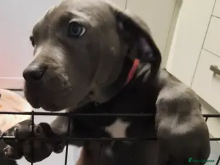 Cane Corso dogs CANE CORSO PUPPIES READY TO LEAVE! - Advert 2