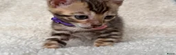 Bengal cats for sale: Bengal Kittens Looking for Loving Homes 🐾  - Advert 8