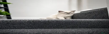 Ragdoll 1