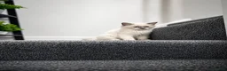 Ragdoll cats for sale: ‼️Gccf,Ready to leave little prince x  - Advert 4