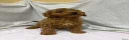 Cavapoo dogs for sale: FULLY HEALTH TESTED F1B RED AND GOLD CAVAPOOS - Advert 9