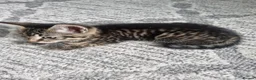 Domestic Shorthair cats for sale: one tabby and one black and white kittens - Advert 6