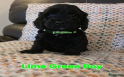 Cockapoo dogs for sale: Gorgeous Cockerpoo Puppies  - Image 13