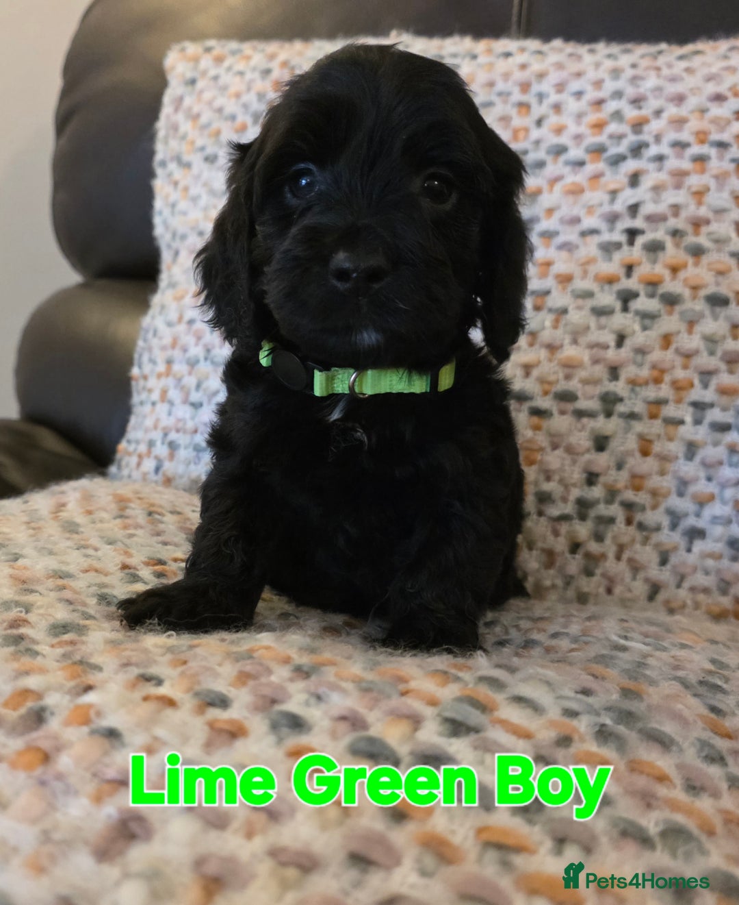 Cockapoo dogs for sale: Gorgeous Cockerpoo Puppies  - Image 13