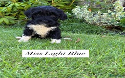 Portuguese Water Dog dogs for sale: 5 beautiful PWD babies for sale - Image 1