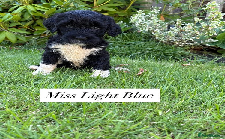 Portuguese Water Dog dogs - Advert 2