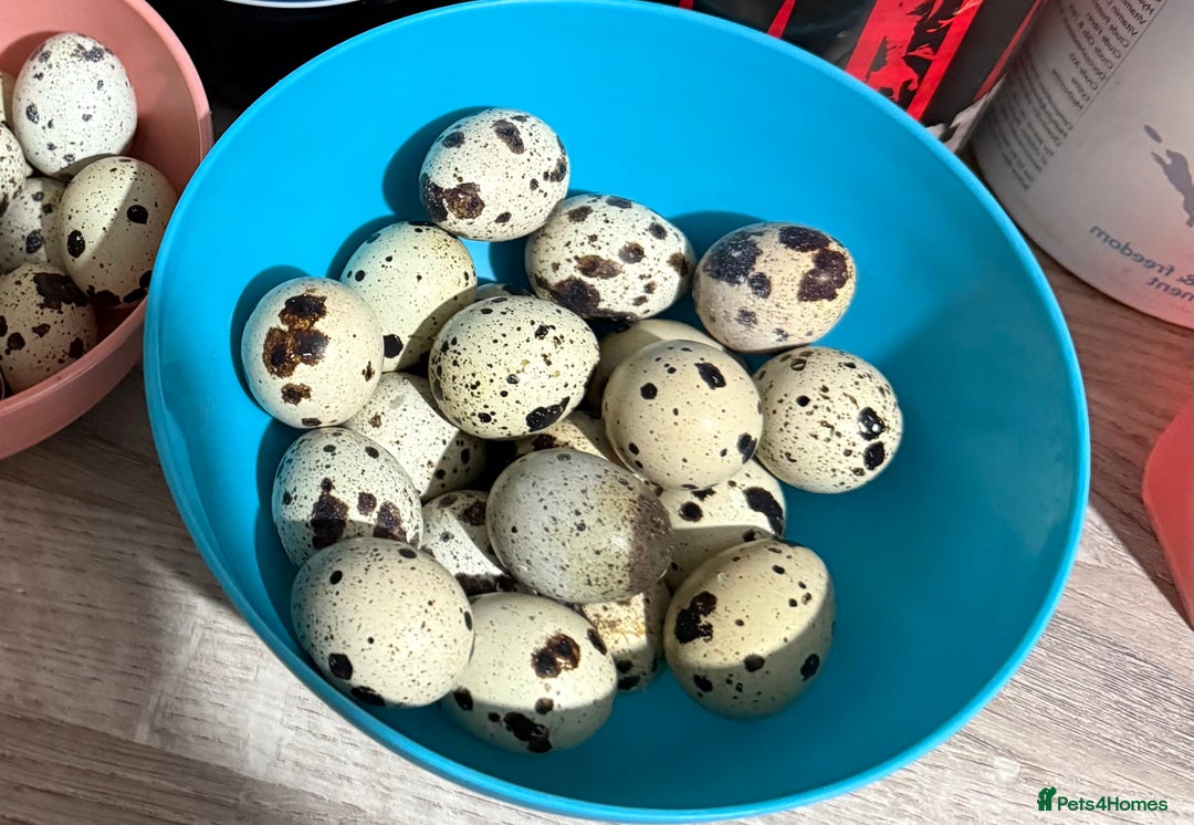 Quail poultry for sale: Jumbo Coturnix Quails  - Advert 4