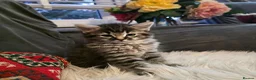 Mixed Breed cats for sale: Adorable Ragdoll X Norwegian forest Kittens  - Advert 3