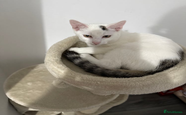 Mixed Breed cats - Advert 16