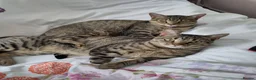 Mixed Breed cats for sale: 2 beautiful cats looking for a loving home in Saint Austell - Advert 3