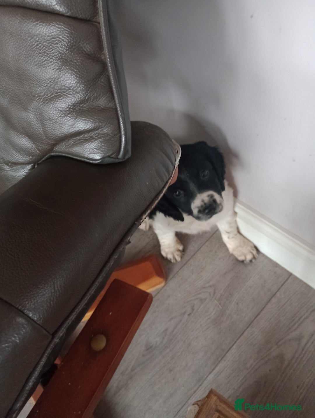 English Springer Spaniel dogs for sale: Adorable English springer spaniels - Advert 12