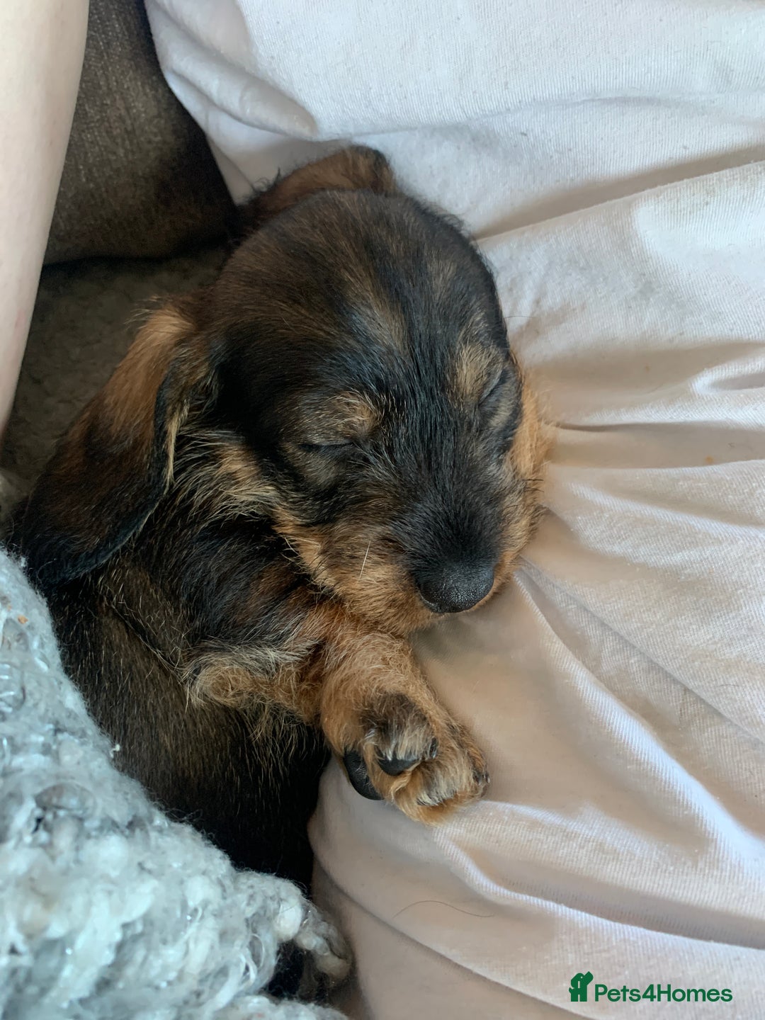 Dachshund dogs for sale: Standard wirehaired dachshund  - Advert 14