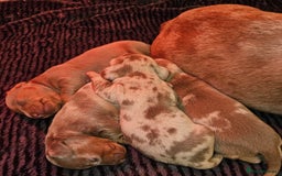 Dachshund dogs for sale: Isabella Dapple Dachshund Puppies - Advert 10