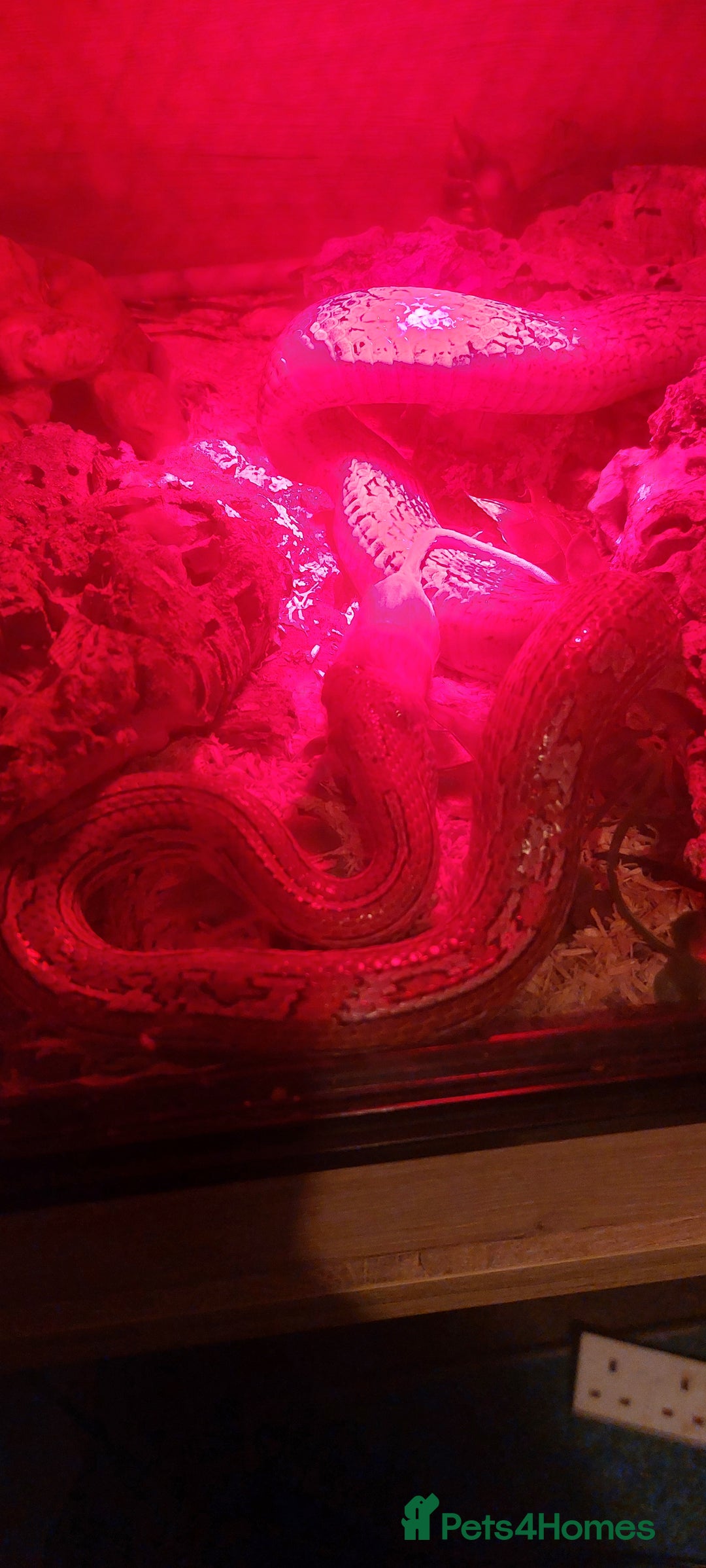Corn Snake reptiles for sale: Corn snake with full set up - Advert 2