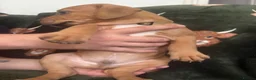 Mixed Breed dogs for sale: Mastiff x Olde English Buldogge  - Advert 7