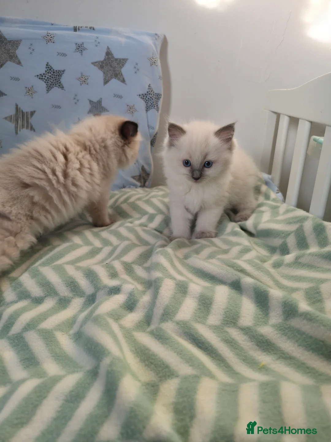 Ragdoll cats for sale:  Ragdoll (TYPE) kittens for sale - Advert 10