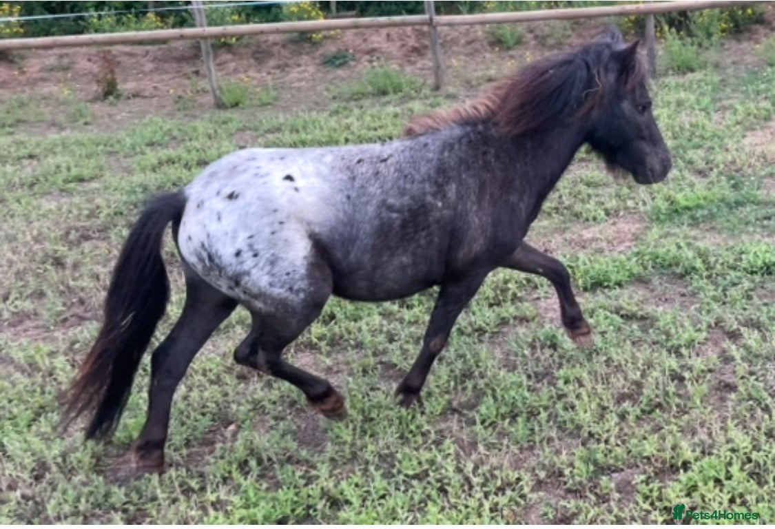 Shetland pony horses Stunning spotted miniature Shetland Colt - Advert 1