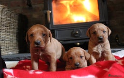 Labrador Retriever dogs for sale: 6 FOX RED LABRADORS  - Advert 8