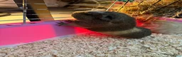 Guinea Pig rodents for sale: Two female guinea pigs 4 months old - Advert 4