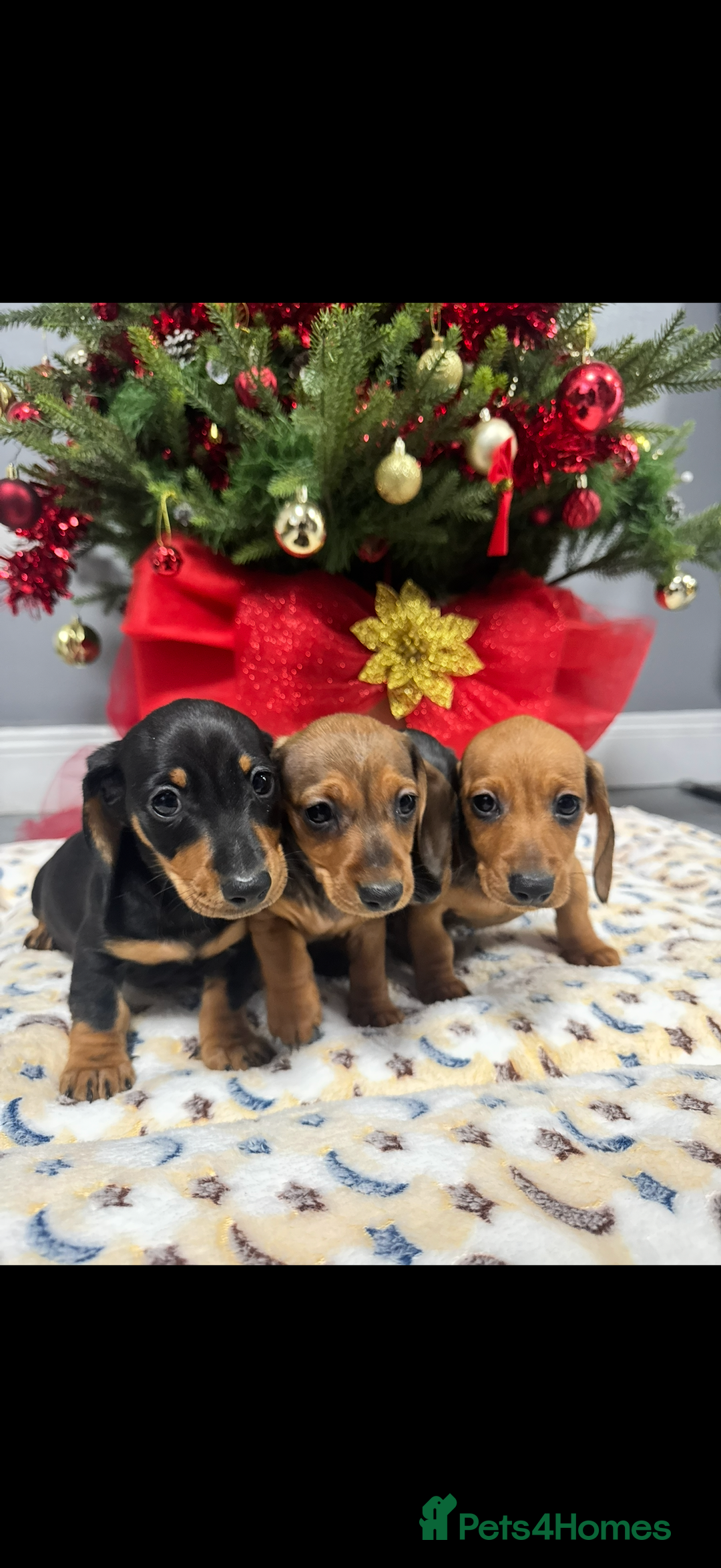 Miniature Dachshund dogs for sale: Miniature Dachshunds Puppies - Advert 4