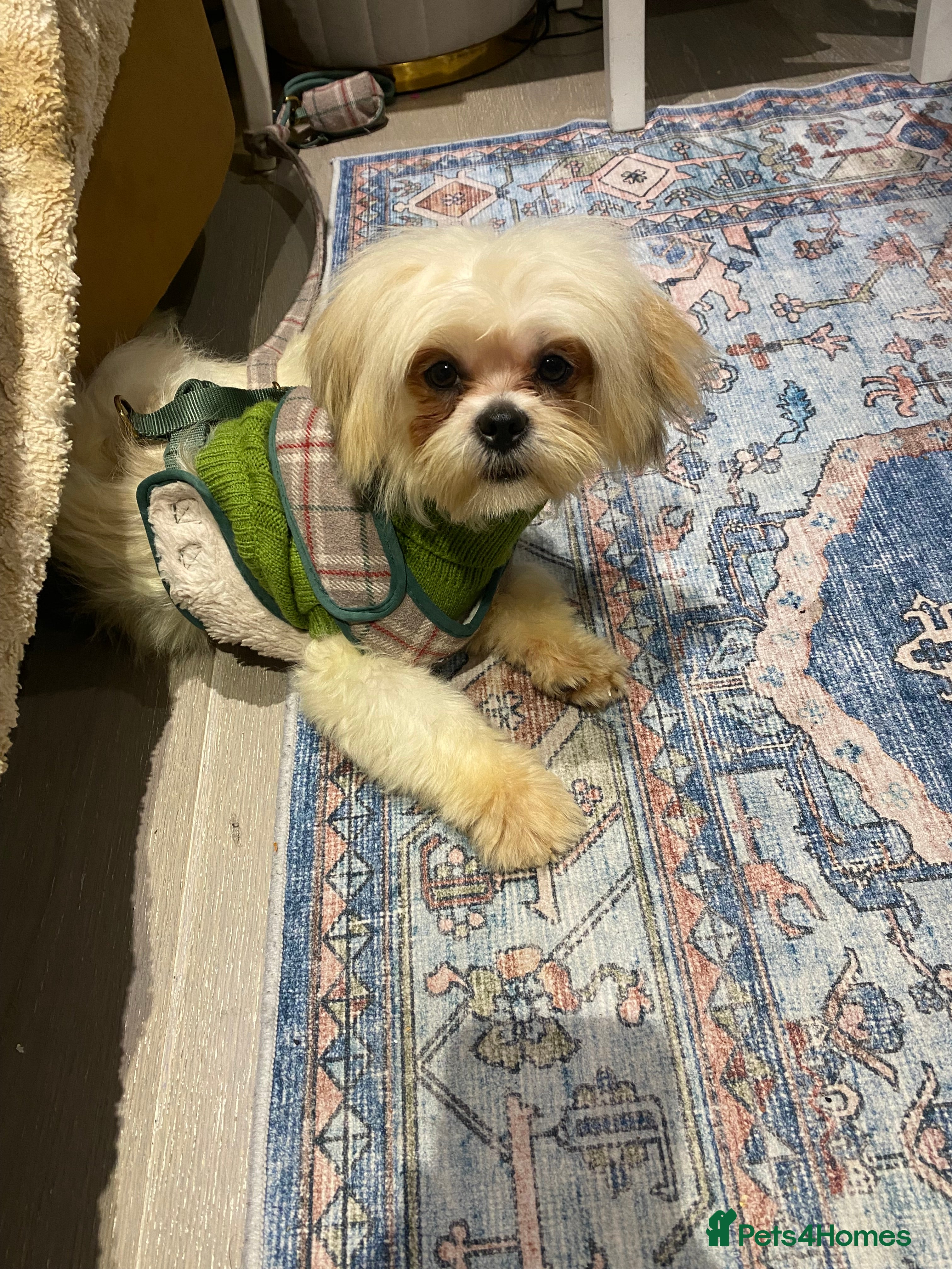 Mixed Breed dogs Bonbon in London - Advert 1