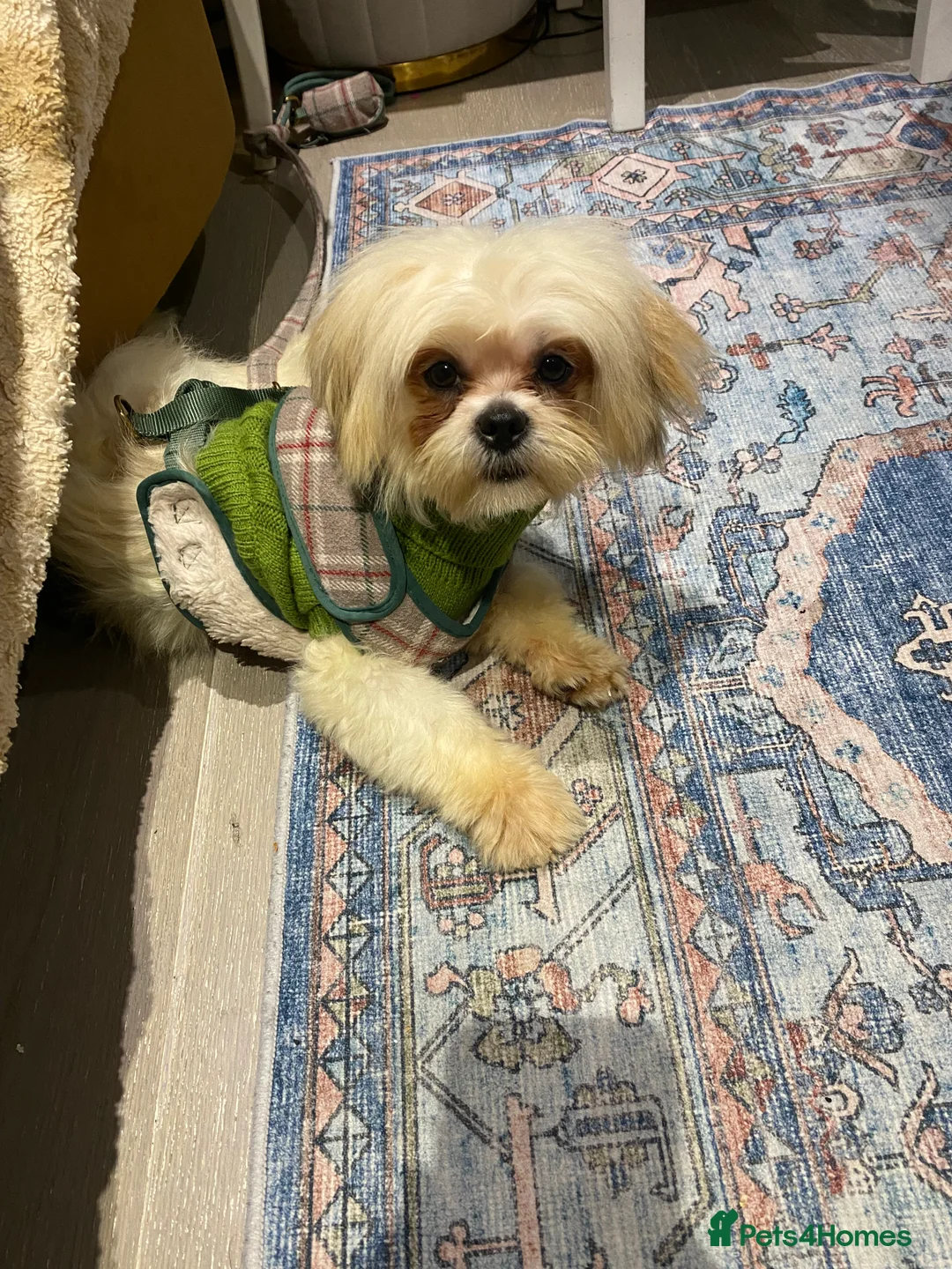 Mixed Breed dogs for sale: Bonbon in London - Advert 1